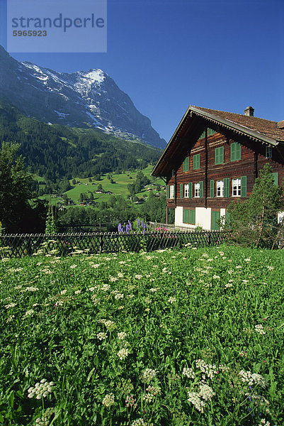 Felder und Ferienhäuser im Grindelwald mit der Eiger bei 13026ft darüber hinaus  im Berner Oberland  Schweiz  Europa