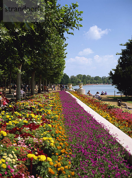 Sommerblumen in Balatonfüred am Plattensee  Ungarn  Europa