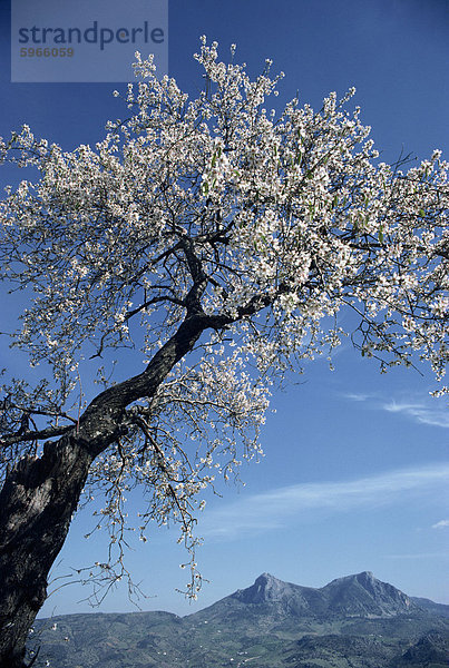 Mandelbaum im Frühjahr blühen  Zahara De La Sierra  Andalusien  Spanien  Europa