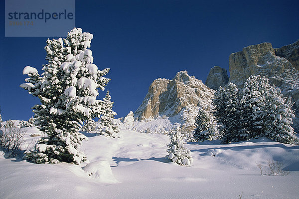 Schneebedeckte Bäume und Berge auf den Passo Sella im Fassatal im Winter  die Dolomiten  Italien  Europa
