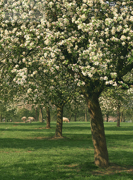 Apfelwein Apfelbäume in Blüte im Frühjahr in einem Obstgarten in Herefordshire  England  Vereinigtes Königreich  Europa