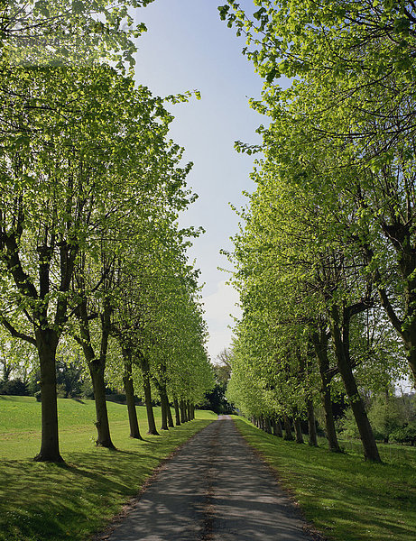 Gerade  leere Bäumen gesäumten Straße im Frühjahr  in der Nähe von Mickleham  Surrey  England  Vereinigtes Königreich  Europa