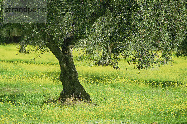 Landschaft der Olivenbaum und Wildblumen nahe Trujillo  in Extremadura  Spanien  Europa