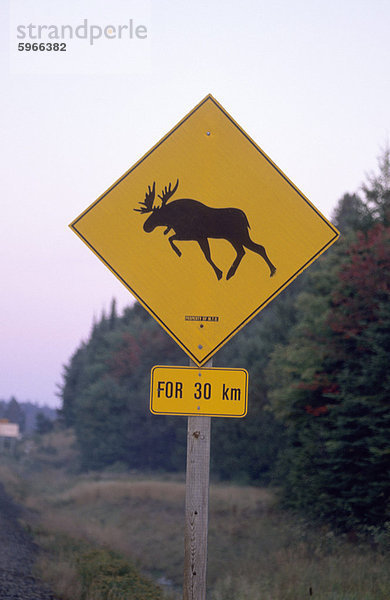 Signieren Sie  Moose  überqueren die Straße  Algonquin Provincial Park  Ontario  Kanada  Nordamerika