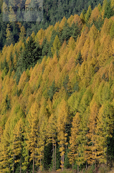 Bäume in Herbstfarben in den Dolomiten im Trentino Alto Adige  Italien  Europa