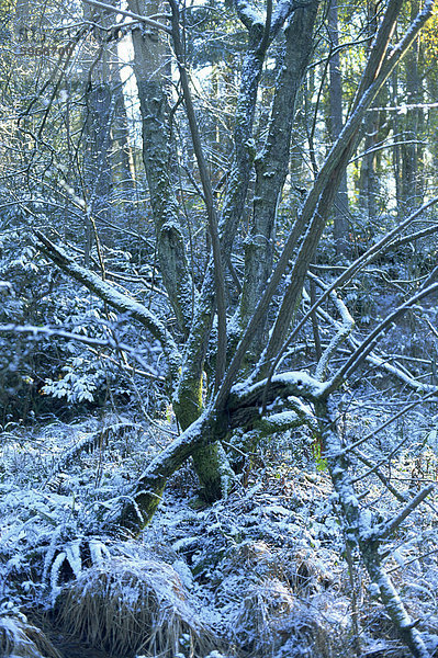 Europa Baum Großbritannien Zweig Devon England Februar Schnee