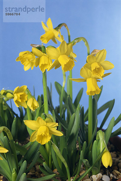 Blüten der Narzissen Tete a Tete in Blüte im Februar in England