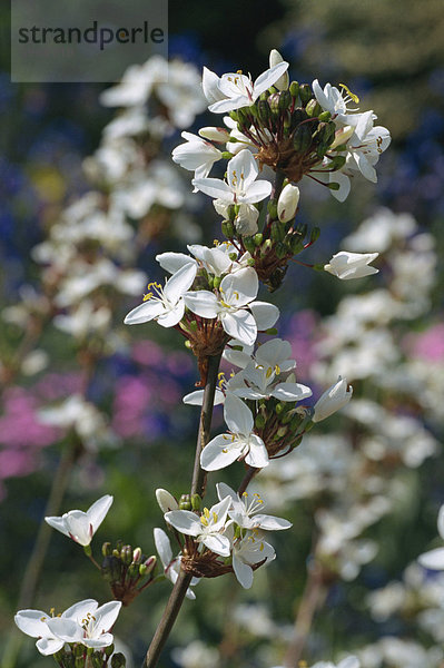 Nahaufnahme von Neuseeland Satin Blumen (Libertia Grandiflora)  aufgenommen im Mai