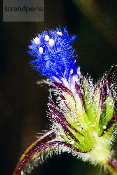 Wilde Blume  Dali  Yunnan  China  Asien