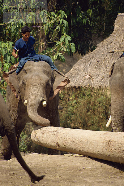 Mahout und arbeiten Elefant  Elephant Camp in der Nähe von Chiang Mai  Thailand  Südostasien  Asien