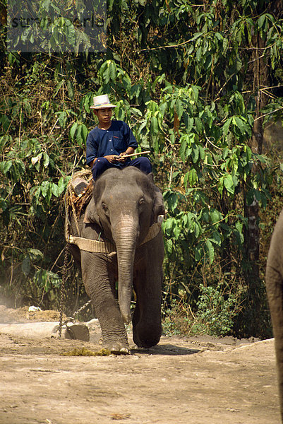 Mahout und arbeiten Elefant  Elephant Camp in der Nähe von Chiang Mai  Thailand  Südostasien  Asien