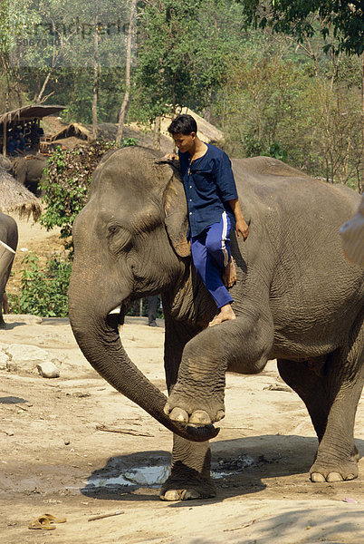 Mahout Klettern auf Elefant  Elephant Camp in der Nähe von Chiang Mai  Thailand  Südostasien  Asien