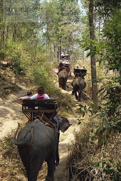 Touristen nehmen Elefanten reiten auf Elefanten Show  in der Nähe von Chiang Mai  Thailand  Südostasien  Asien