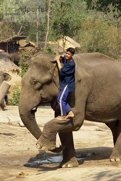 Mahout Klettern auf Elefant  Elephant Camp in der Nähe von Chiang Mai  Thailand  Südostasien  Asien