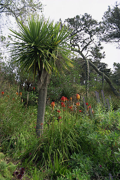Abbey Gardens  Tresco  Inseln von Scilly  Vereinigtes Königreich  Europa