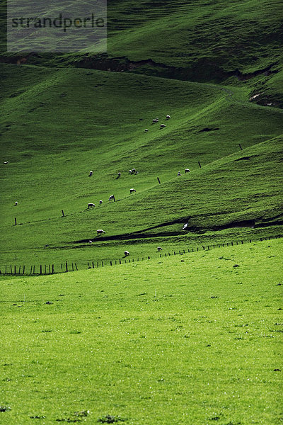 Schafe auf Weide  Region Hawkes Bay  North Island  Neuseeland  Pazifik