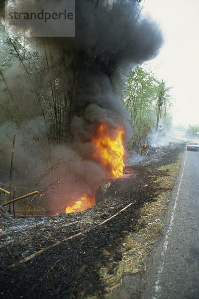 Feuer  Brennen von Bambus bei Straße im Süden der Insel Trinidad  Westindische Inseln  Karibik  Mittelamerika