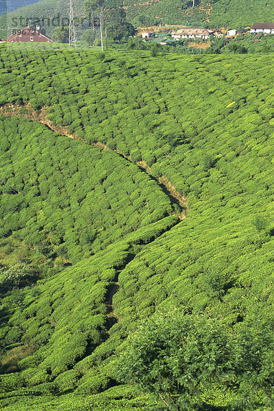 Teeplantage  Nuwara Eliya Bereich  Sri Lanka  Asien