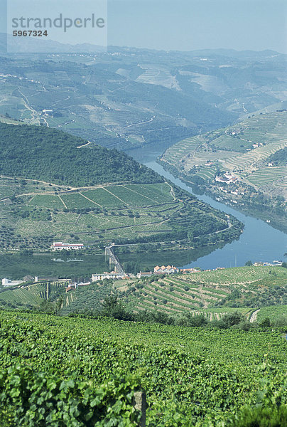 Weinberge in der Nähe von Pinhao  Douro Region  Portugal  Europa