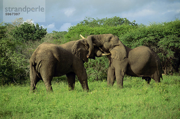 Zwei Afrikanische Elefanten  Gruß  Krüger Nationalpark  Südafrika  Afrika