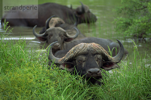 Close-up des Leiters der Büffel (Syncerus Caffer)  Krüger Nationalpark  Südafrika  Afrika