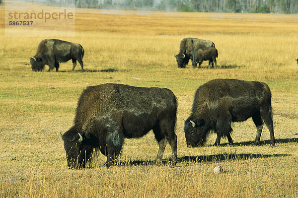 Bison  Yellowstone National Park  UNESCO World Heritage Site  Wyoming  Vereinigte Staaten von Amerika  Nordamerika