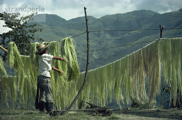 Ein Junge Sisal hängen zum Trocknen an der Straße nach Quindio in Kolumbien  Südamerika