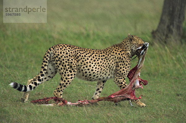 Gepard mit bleibt der Thompson-Gazellen  Masai Mara National Reserve  Kenia  Ostafrika  Afrika