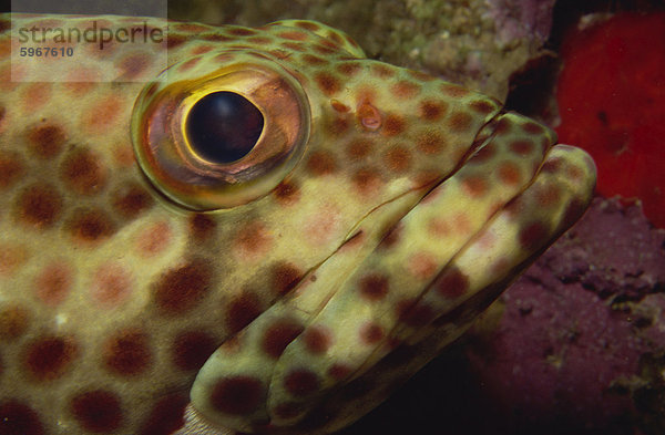 Close-up der Fels Hind (Epinephelus Adscensionis)  Sabah  Malaysia  Borneo  Südostasien  Asien