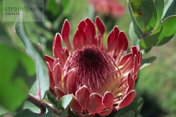 Nahaufnahme der Protea Blume  genommen in Südafrika  Afrika