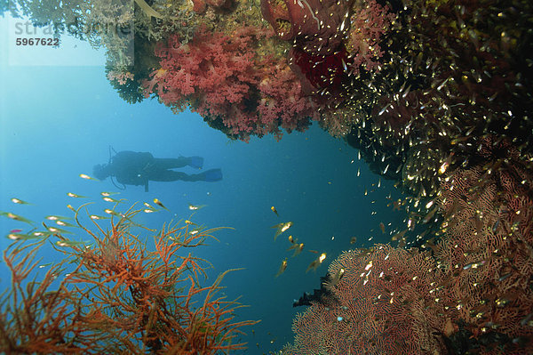 Silhouetted Taucher über dem Riff vor der Insel Saparua  Molukken  Indonesien  Südostasien  Asien