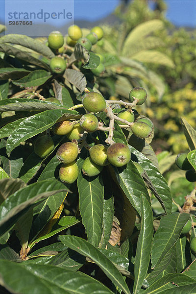 Obst am Baum  Marokko  Nordafrika  Afrika