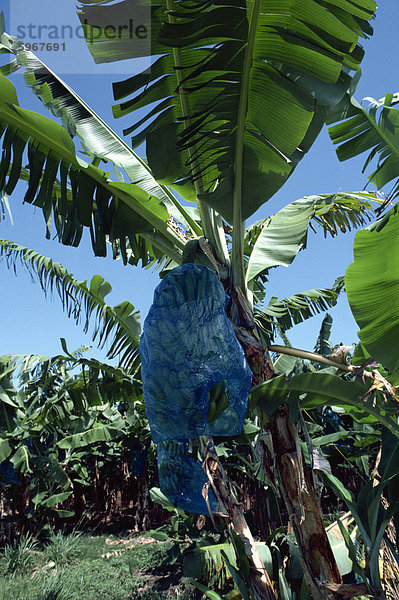 Bananen wachsen  Martinique  kleine Antillen  Karibik  Caribbean  Mittelamerika