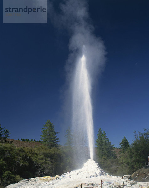 Der Lady Knox Geysir  Rotorua  Nordinsel  Neuseeland  Pazifische Waiotapu Thermal-Bereich