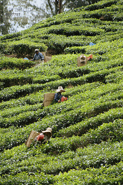 Tee pflücken  Cameron Highlands  Malaysia  Südostasien  Asien