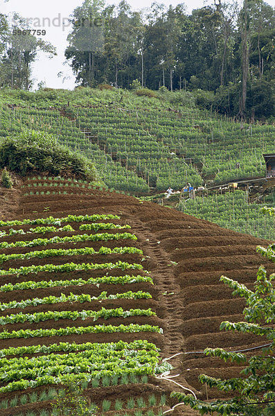 Gemüsebau  Cameron Highlands  Malaysia  Südostasien  Asien