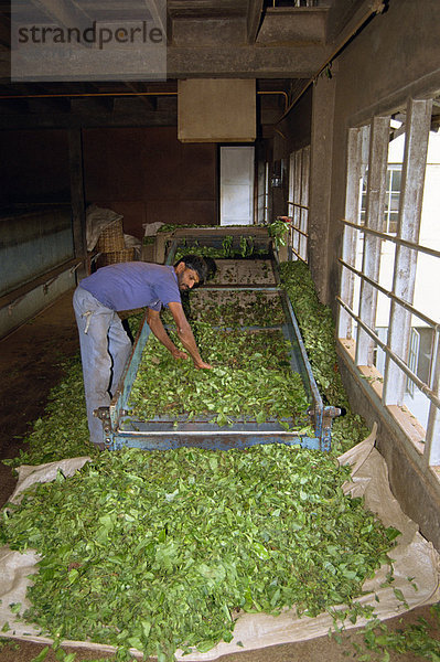 Teeproduktion  Cameron Highlands  Malaysia  Südostasien  Asien