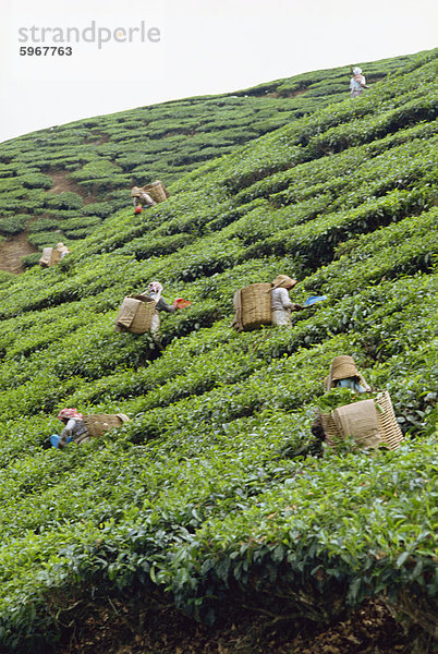 Tee pflücken  Cameron Highlands  Malaysia  Südostasien  Asien