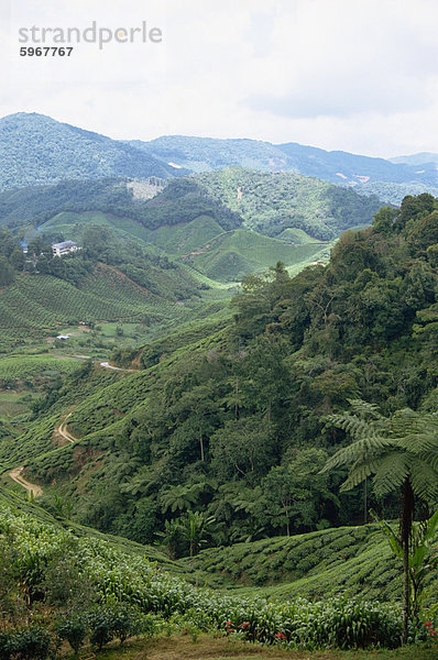 Tee-Land  Cameron Highlands  Malaysia  Südostasien  Asien