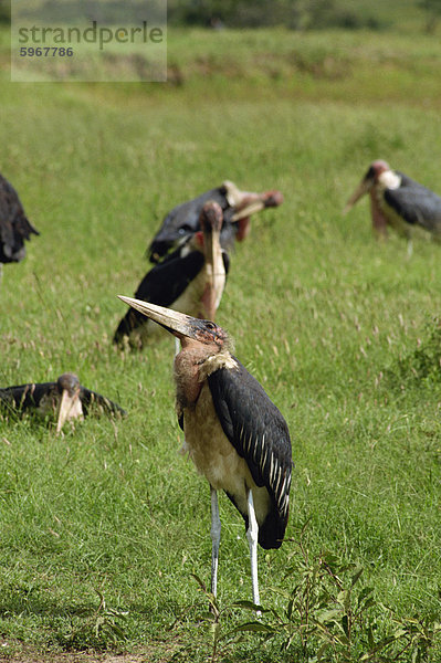 Maribou Störche  Masai Mara National Reserve  Kenia  Ostafrika  Afrika