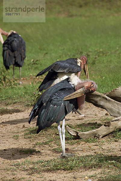 Maribou Störche  Masai Mara National Reserve  Kenia  Ostafrika  Afrika