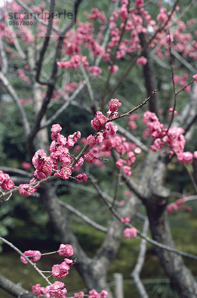 Blüte  Kyoto  Japan  Asien