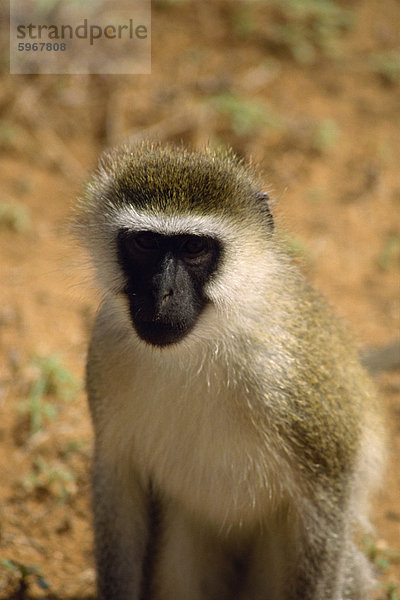 Vervet Affen  Samburu National Reserve  Kenia  Ostafrika  Afrika