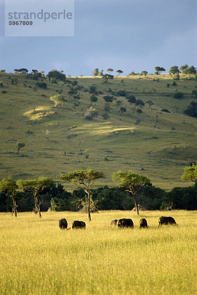 Masai Mara National Reserve  Kenia  Ostafrika  Afrika