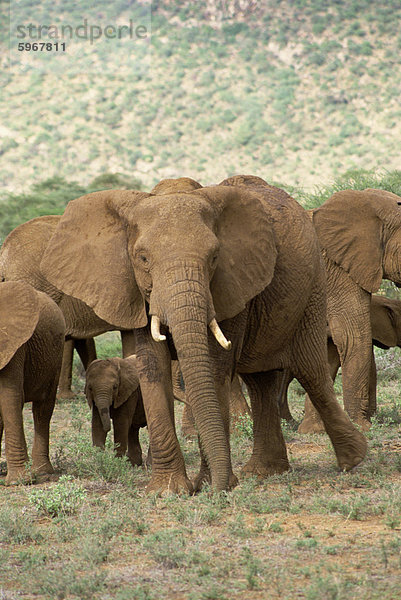 Elefanten  Samburu National Reserve  Kenia  Ostafrika  Afrika