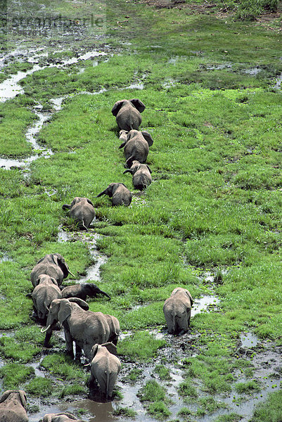 Elefant  Amboseli Nationalpark  Kenia  Ostafrika  Afrika