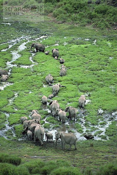 Elefant  Amboseli Nationalpark  Kenia  Ostafrika  Afrika