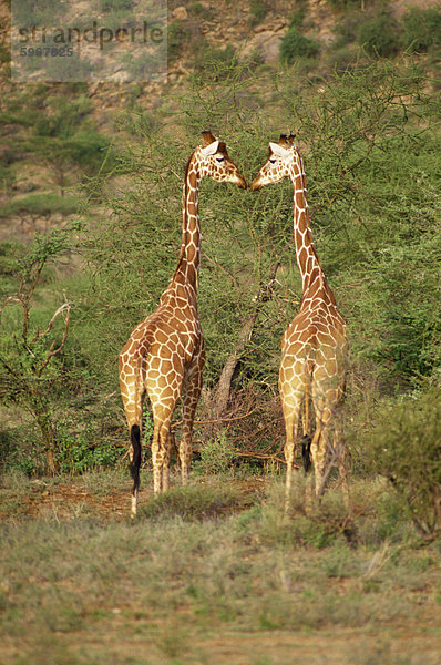 Retikulierter Giraffe  Samburu National Reserve  Kenia  Ostafrika  Afrika