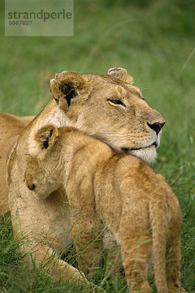 Löwin & Cub  Masai Mara National Reserve  Kenia  Ostafrika  Afrika