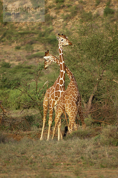 Retikulierter Giraffe  Samburu National Reserve  Kenia  Ostafrika  Afrika